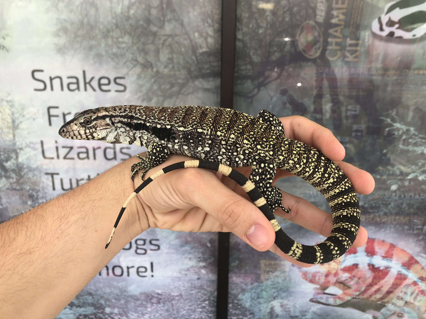 Argentine Black & White Tegu Juvenile For Sale Imperial Reptiles
