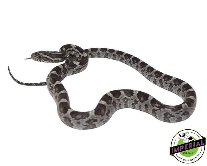 Black Corn Snake For Sale Imperial Reptiles IMPERIAL REPTILES EXOTICS