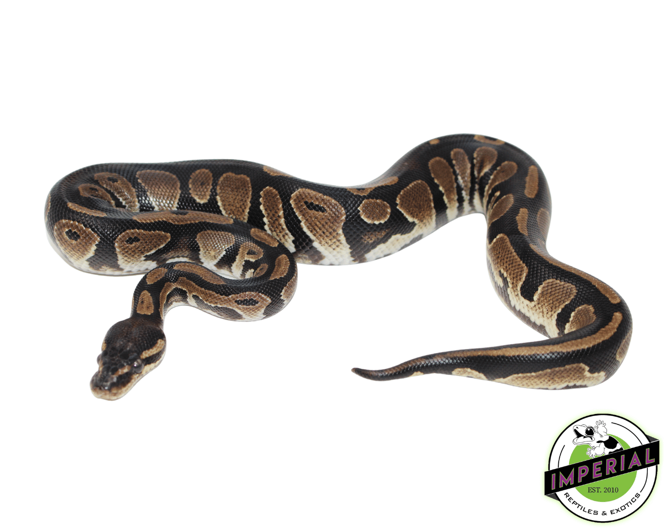 Black Python Snake