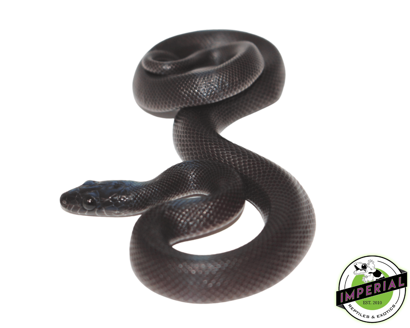 african house snake for sale, buy reptiles online