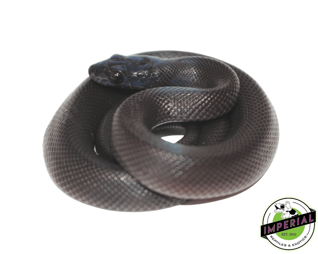 Reptile's House Cintura In Vera Pelle Ostrich Nera, Senza Fibbia, Larghezza 4 Cm, Made In Italy, Taglia 90