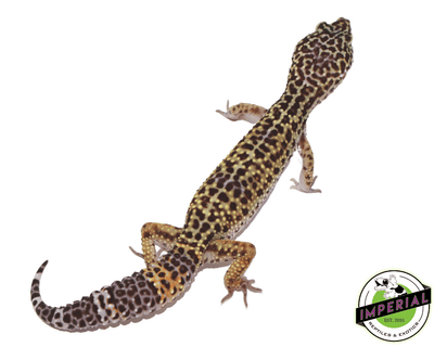 black knight x fascio leopard gecko for sale, buy reptiles online