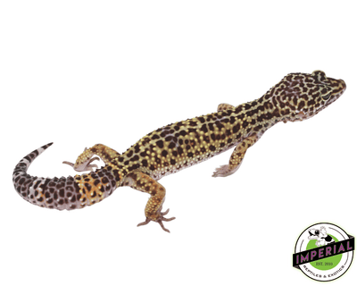 black knight x fascio leopard gecko for sale, buy reptiles online