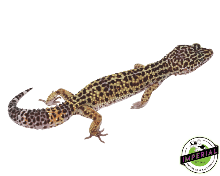 black-knight-fascio-leopard-