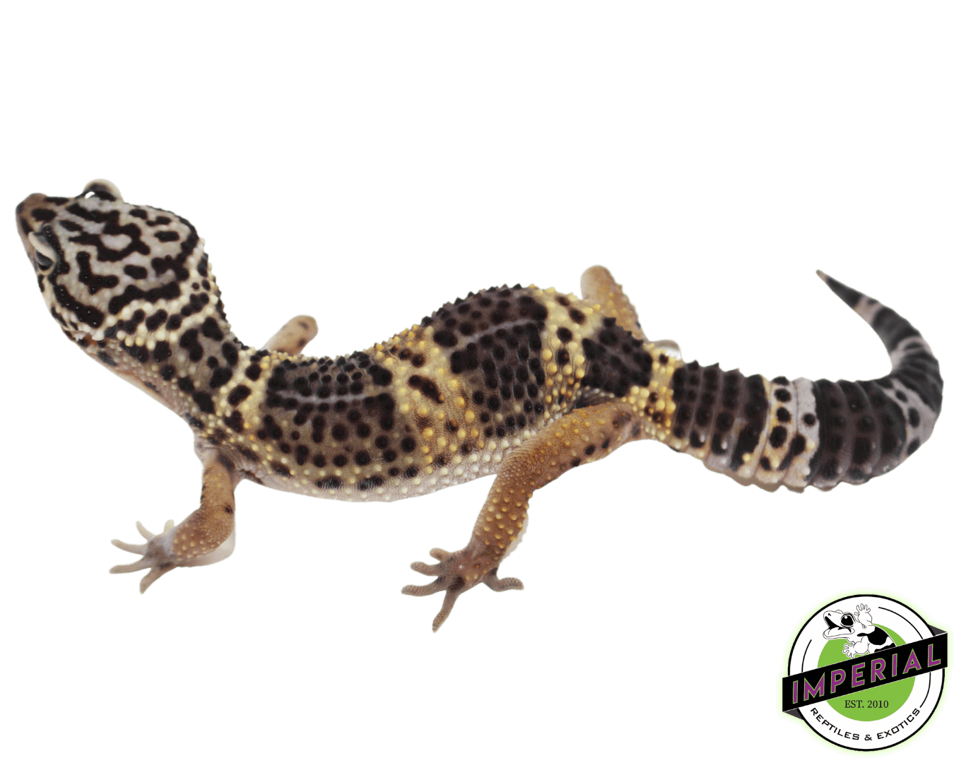 black knight leopard gecko for sale, buy reptiles online