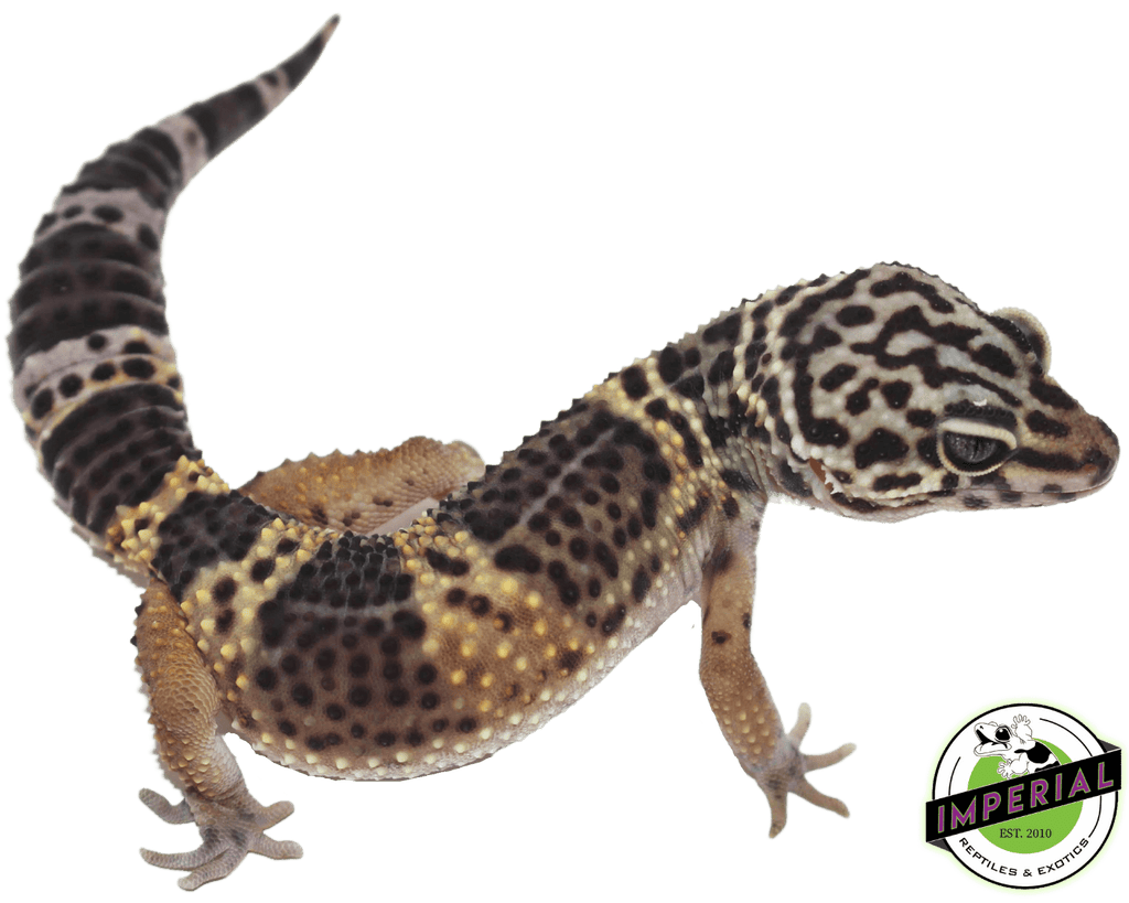 All Black Leopard Gecko All black leopard gecko