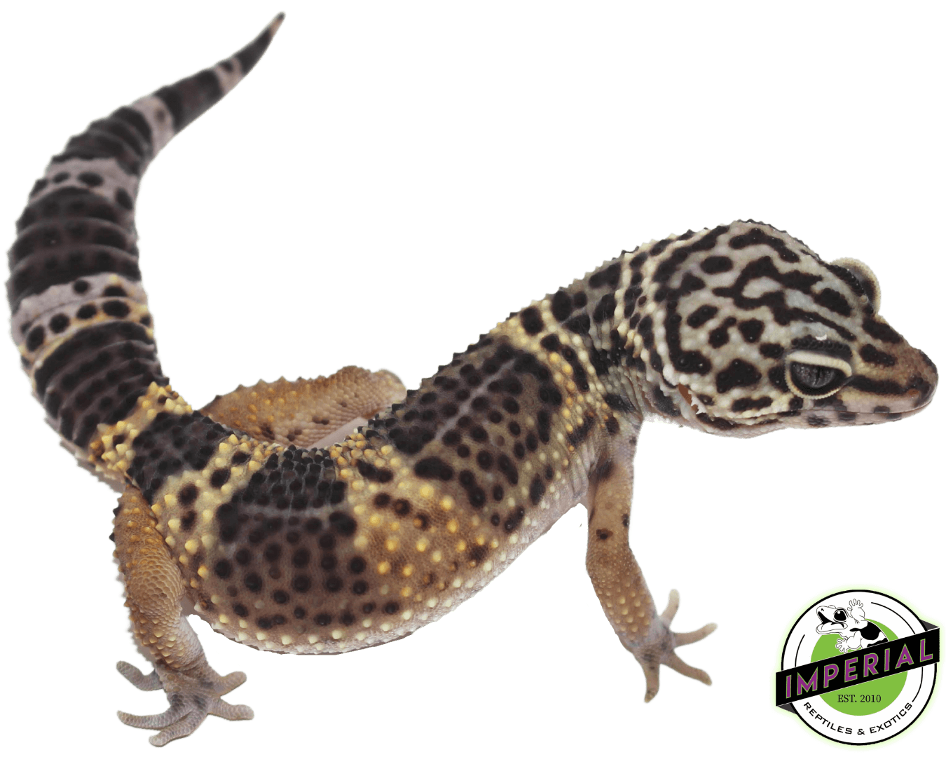 black knight leopard gecko for sale, buy reptiles online