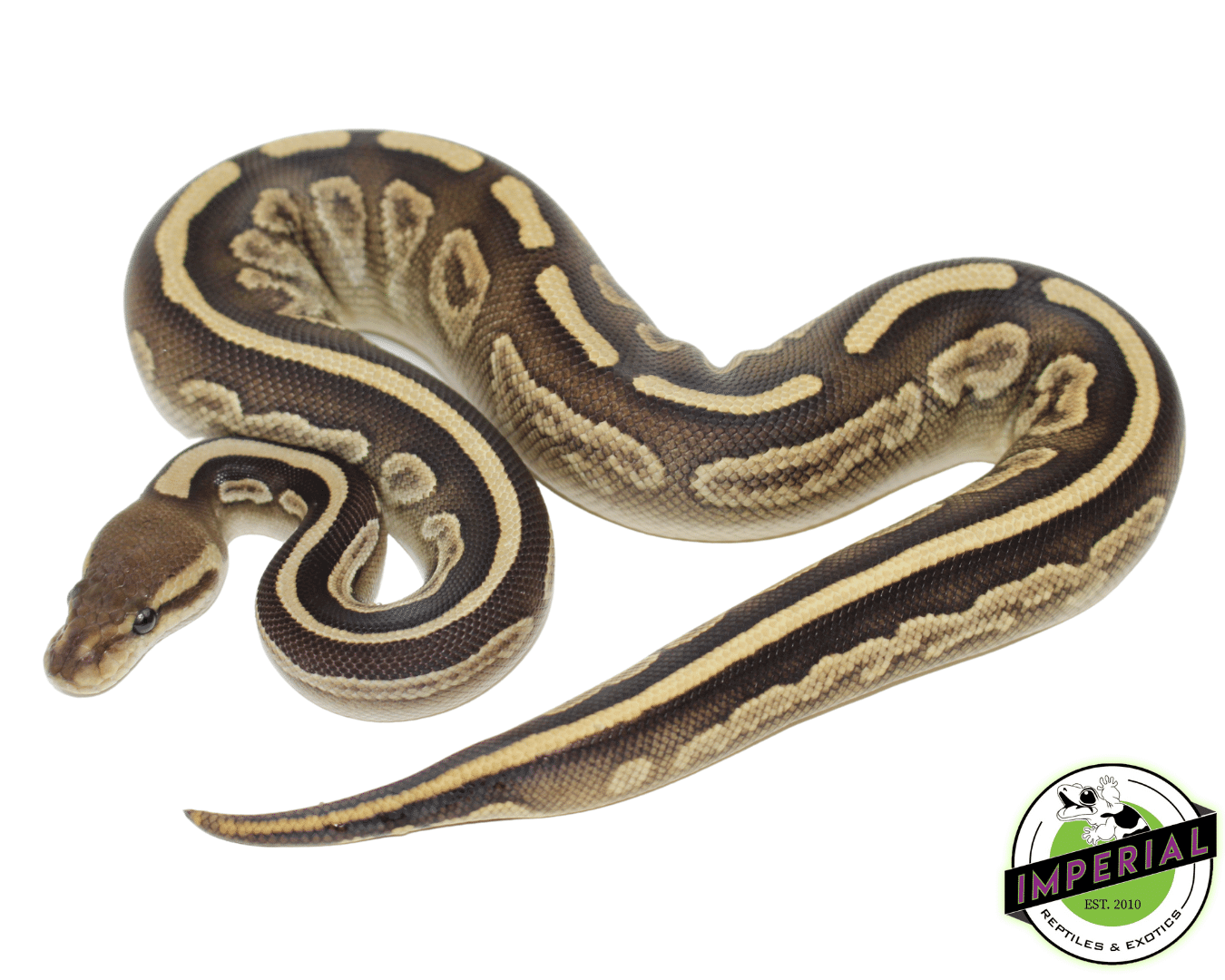 Black Magic Python Black Magic Ball Python For Sale - Imperial Reptiles – IMPERIAL ...