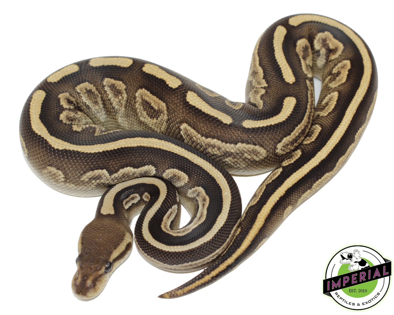 Black Magic ball python for sale, buy reptiles online