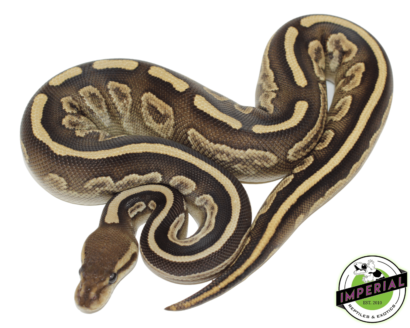 Black Ball Python Snake