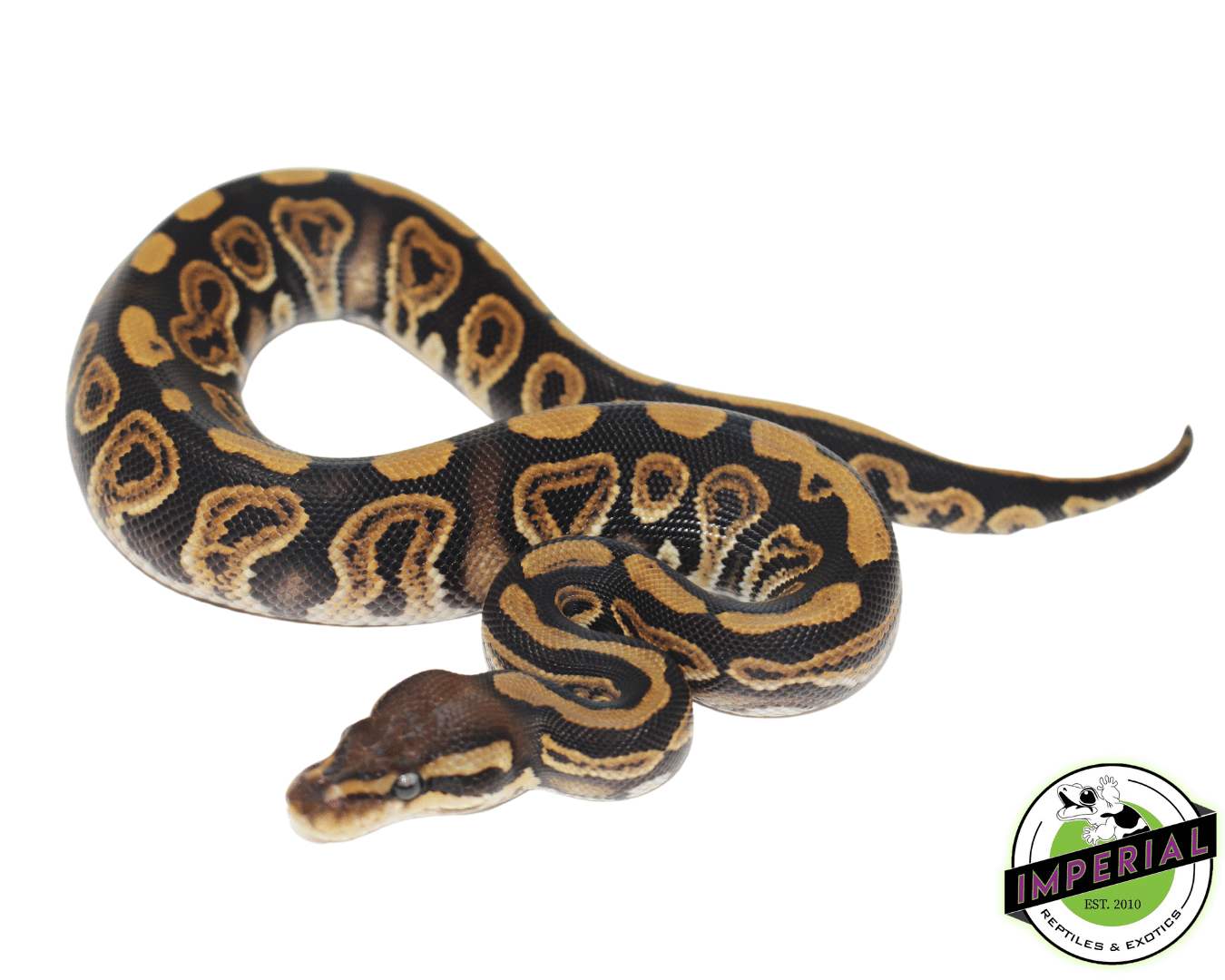 Ball Python Pastjave Pastel Ball Python Full Grown
