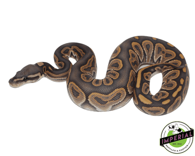 black pastel ghost ball python for sale, buy reptiles online