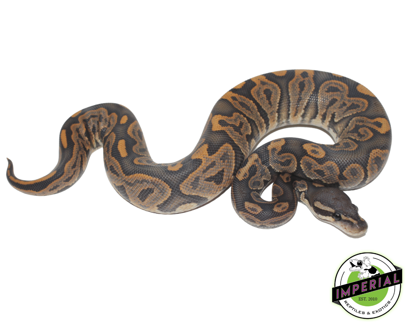 black pastel ghost ball python for sale, buy reptiles online