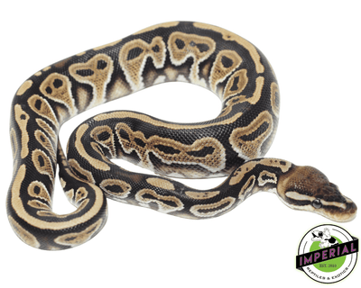 ball python for sale online, buy leopard ball pythons near me at cheap prices