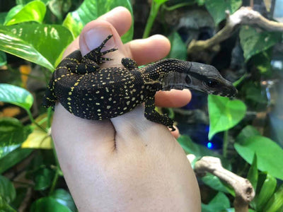 black roughneck monitor lizard for sale, buy reptiles online