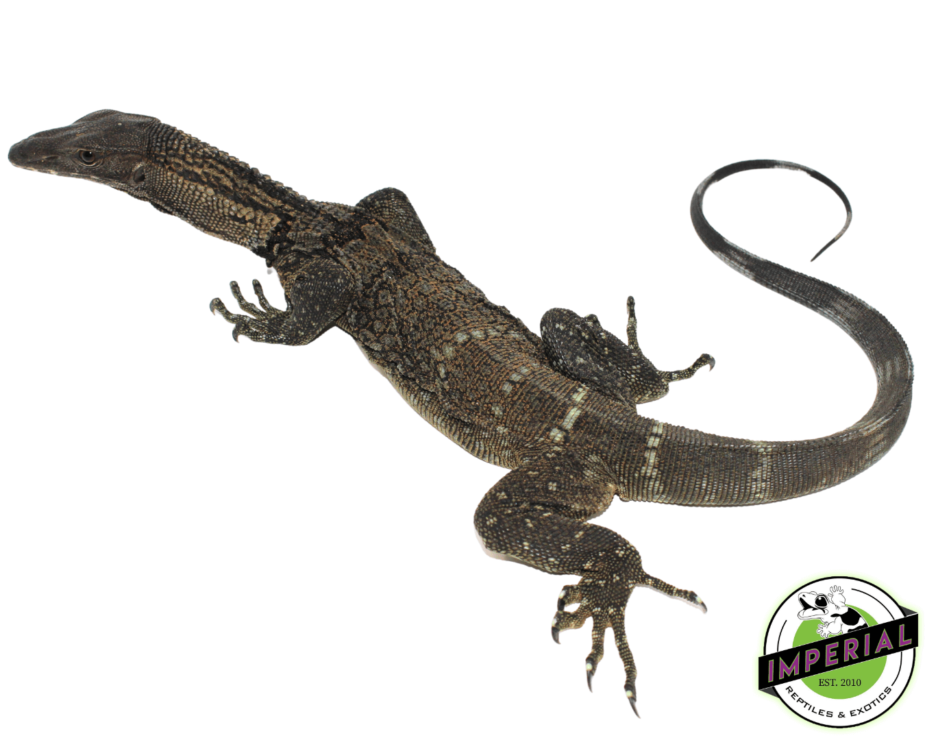 black roughneck monitor lizard for sale, buy reptiles online