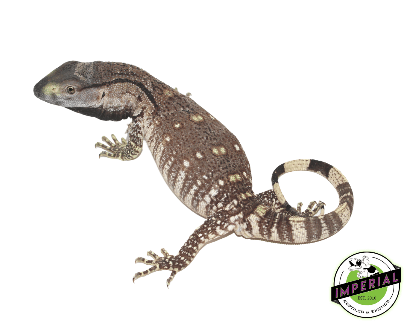 black throat monitor lizard for sale, buy reptiles online