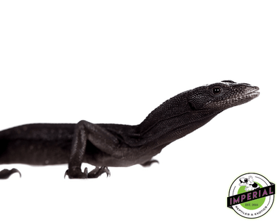 black tree monitor for sale online at cheap prices, buy reptiles for sale online near me