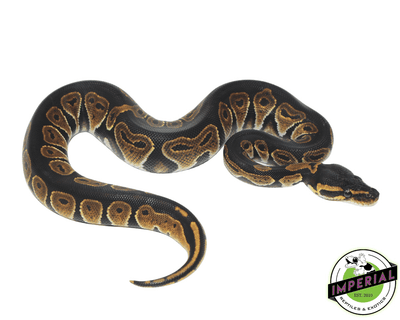 blackhead ball python for sale, buy reptiles online