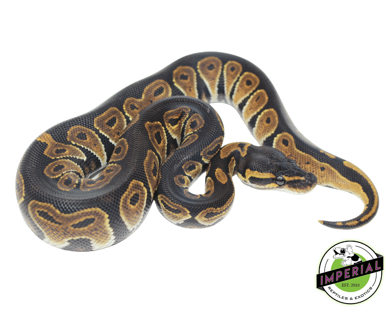 blackhead ball python for sale, buy reptiles online