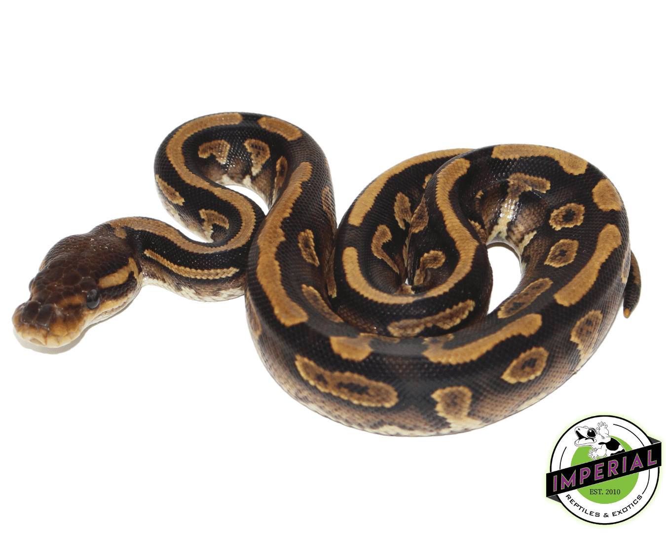 Blackhead Yellowbelly ball python for sale, buy reptiles online