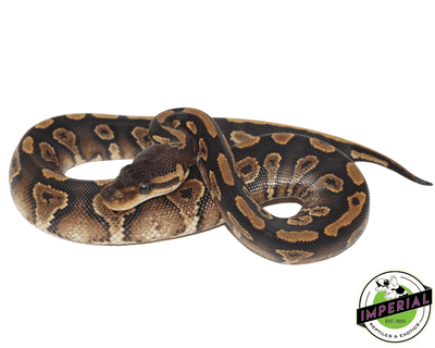 Blackhead Yellowbelly ball python for sale, buy reptiles online