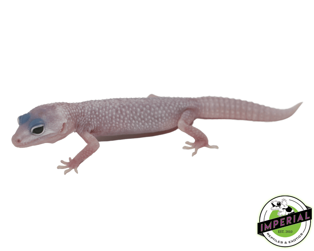 Exotic leopard hot sale geckos for sale