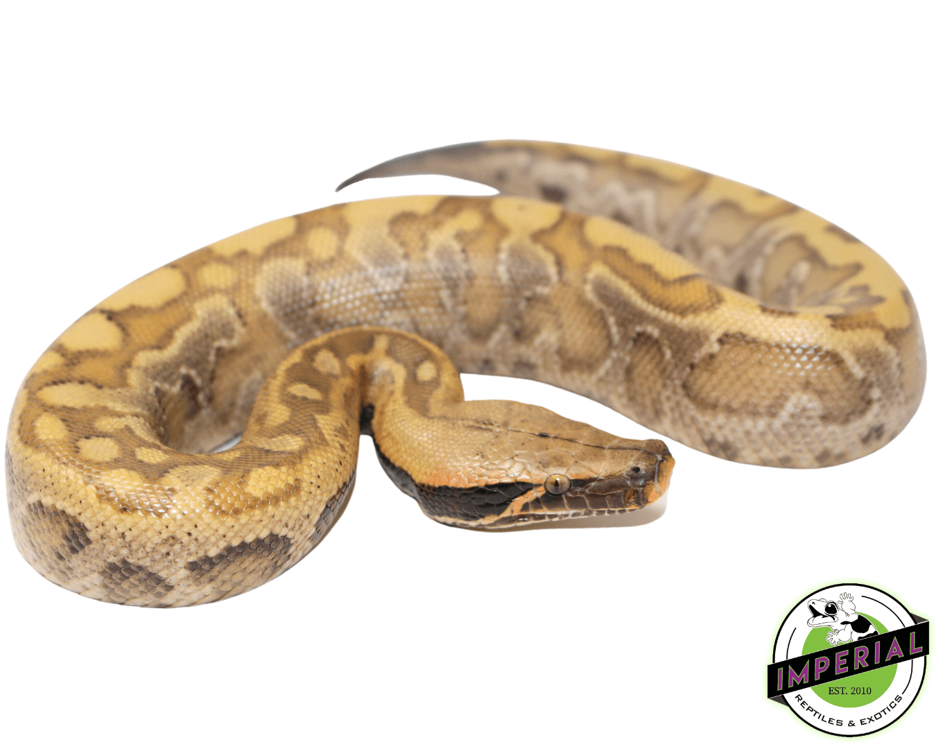 Blonde Python