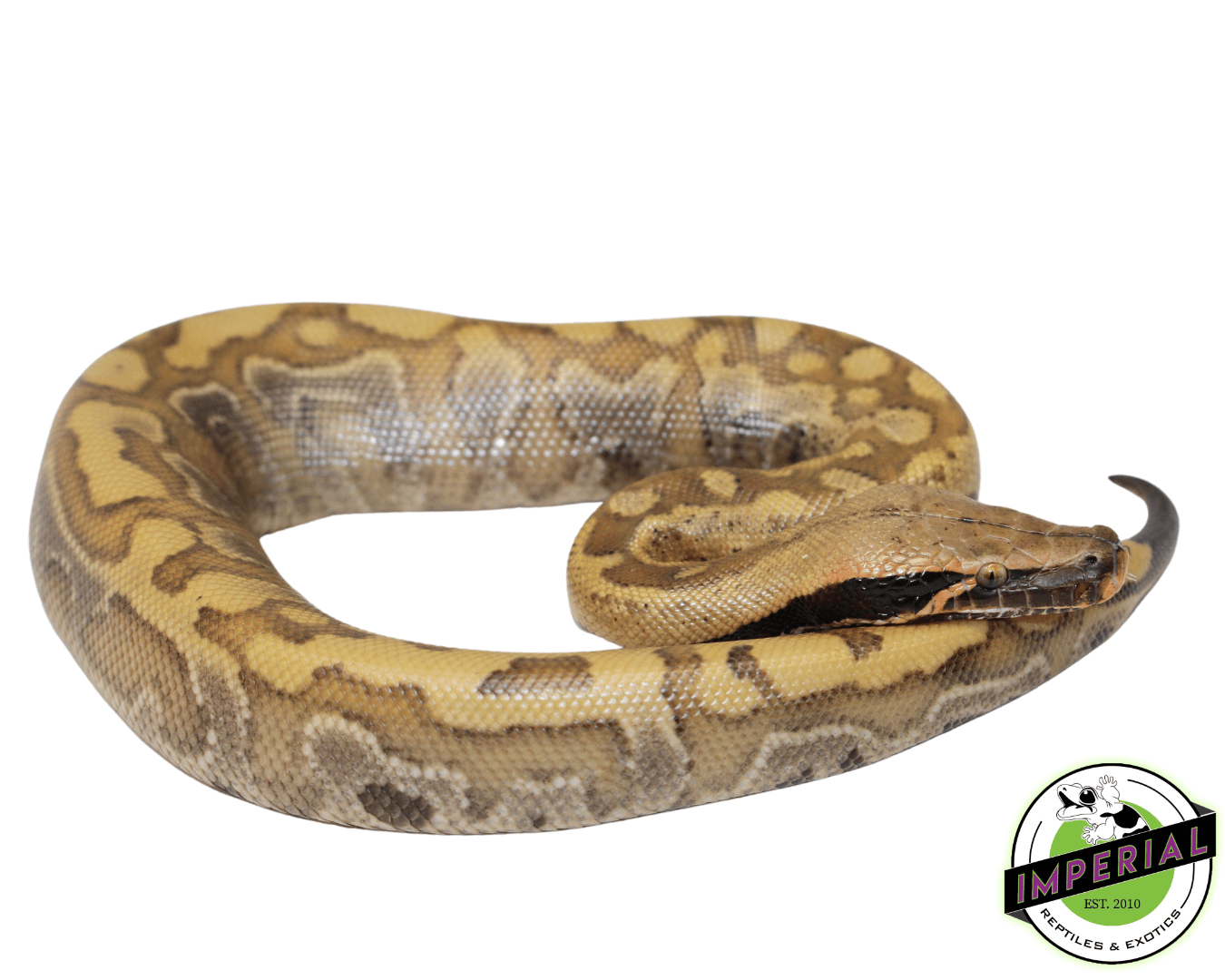 Blonde Python