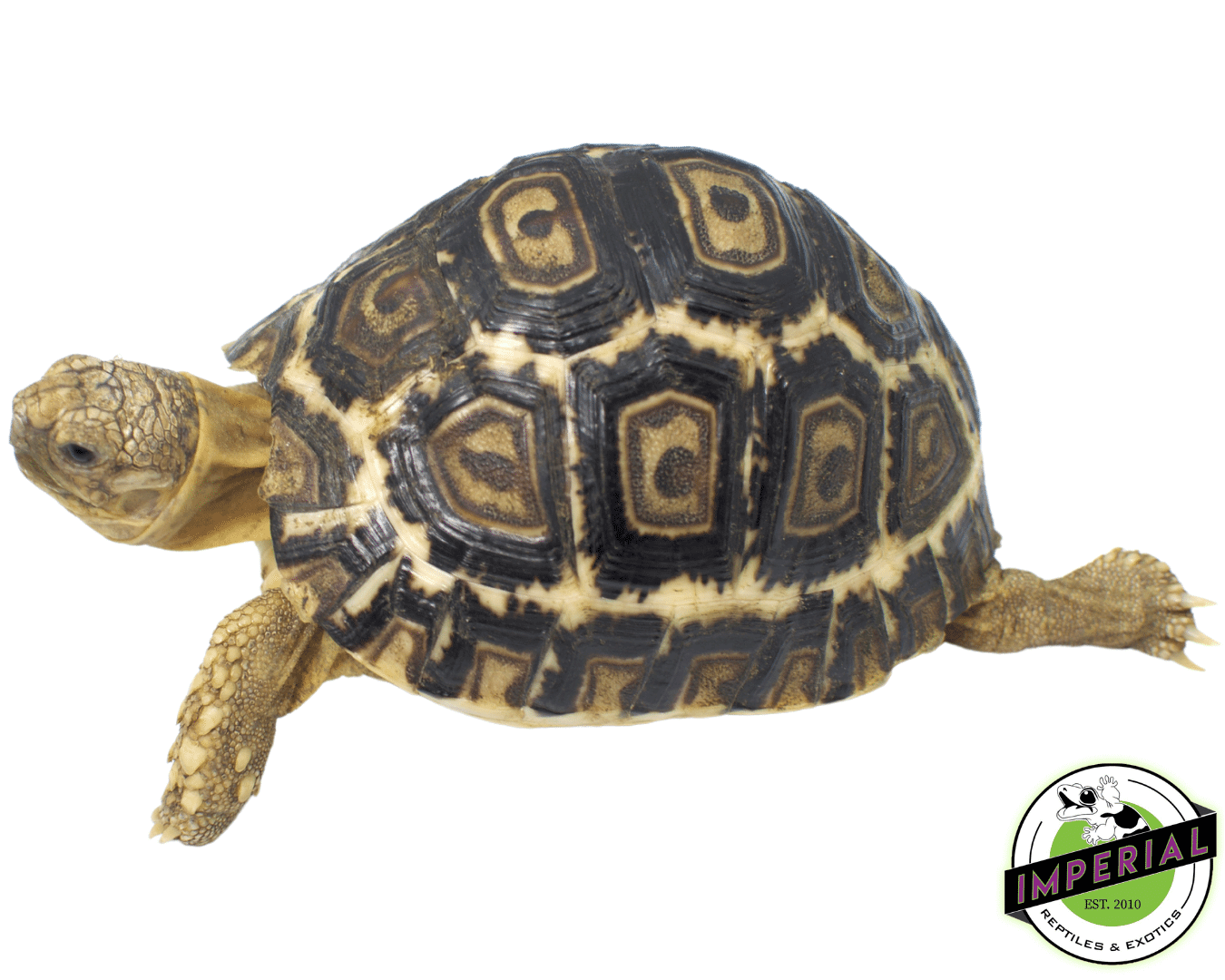 blonde leopard tortoise for sale, buy reptiles online