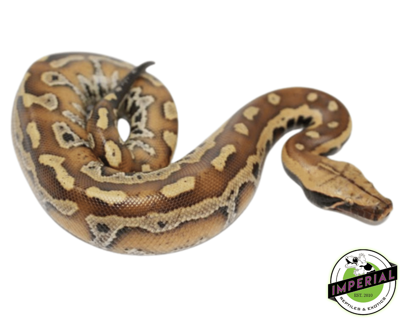 Large Blood Python