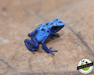 blue poison dart frog for sale, buy amphibians online