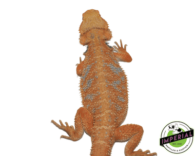 orange bearded dragon for sale, buy reptiles online