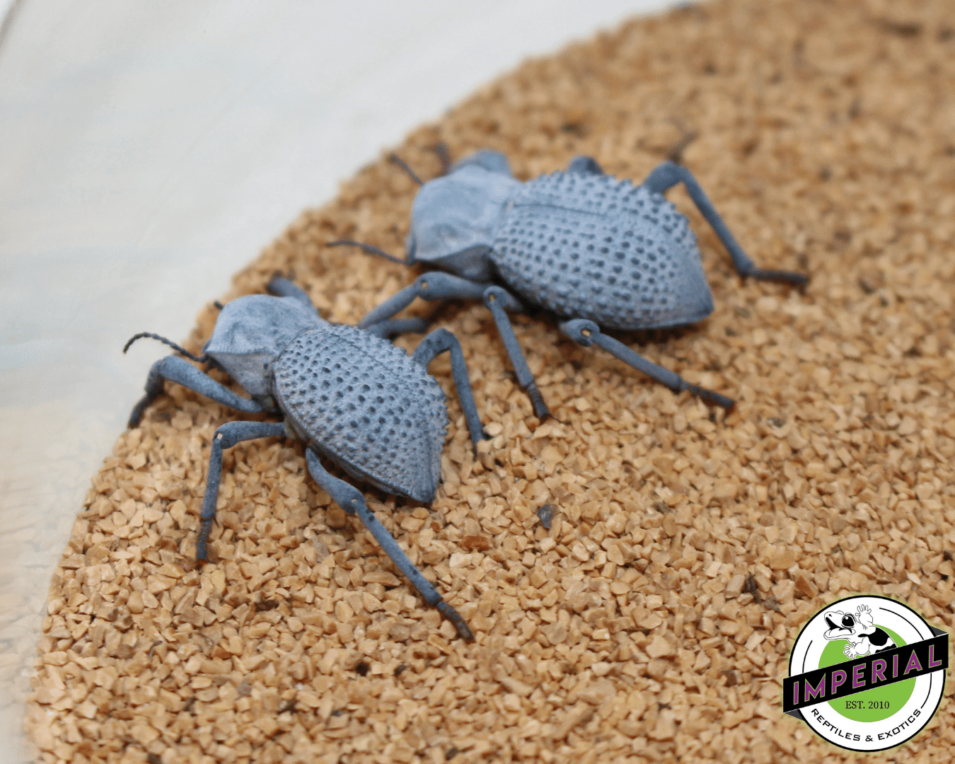 Blue Death Feigning Beetle For Sale - Imperial Reptiles – IMPERIAL ...