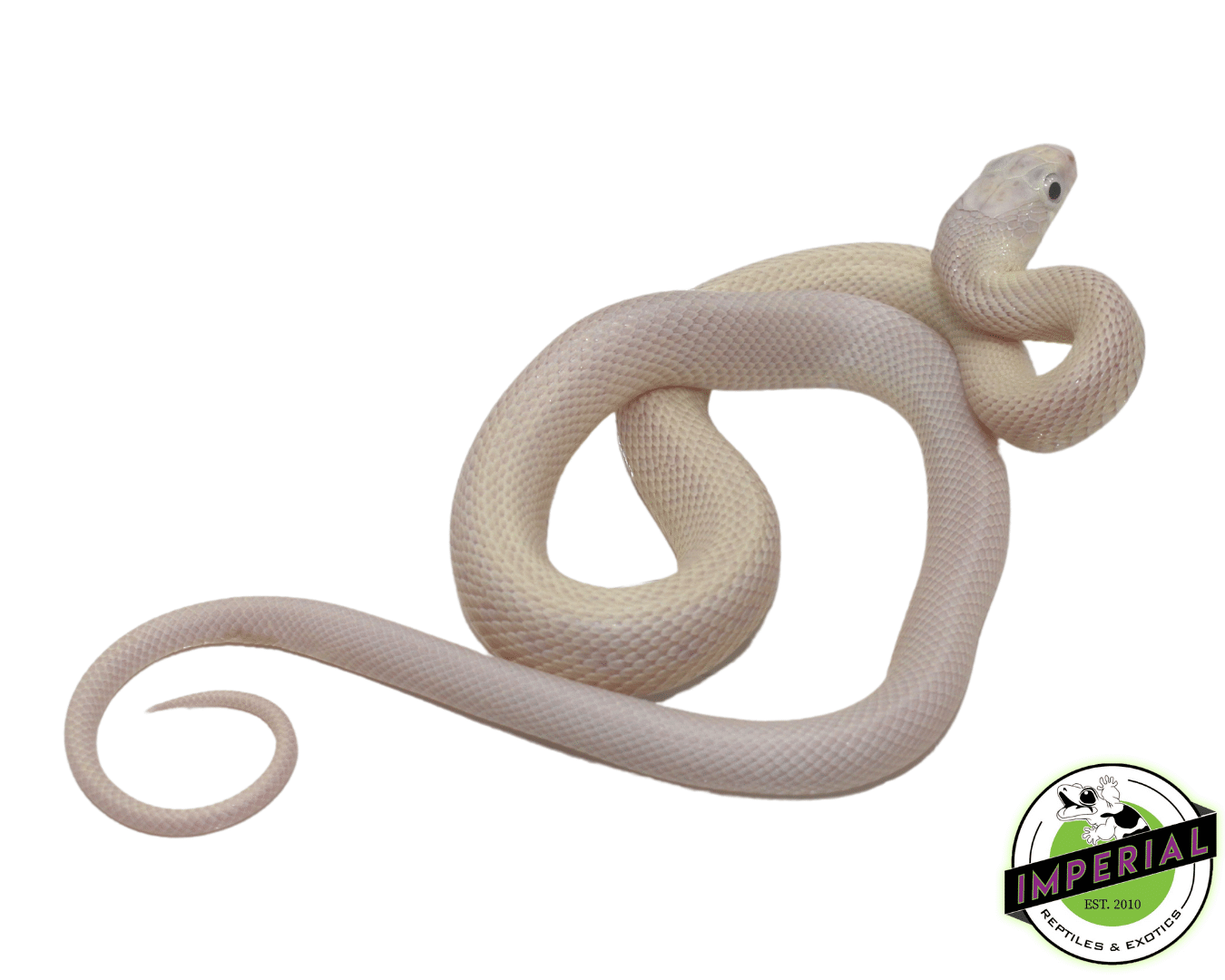 Blue Eye Leucistic Texas rat snake for sale, buy reptiles online