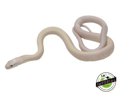 Blue Eye Leucistic Texas rat snake for sale, buy reptiles online