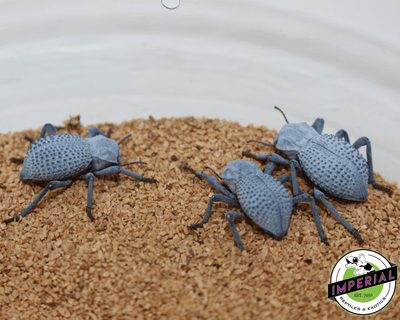 buy blue death feighning beetle online at cheap prices, insects for sale near me