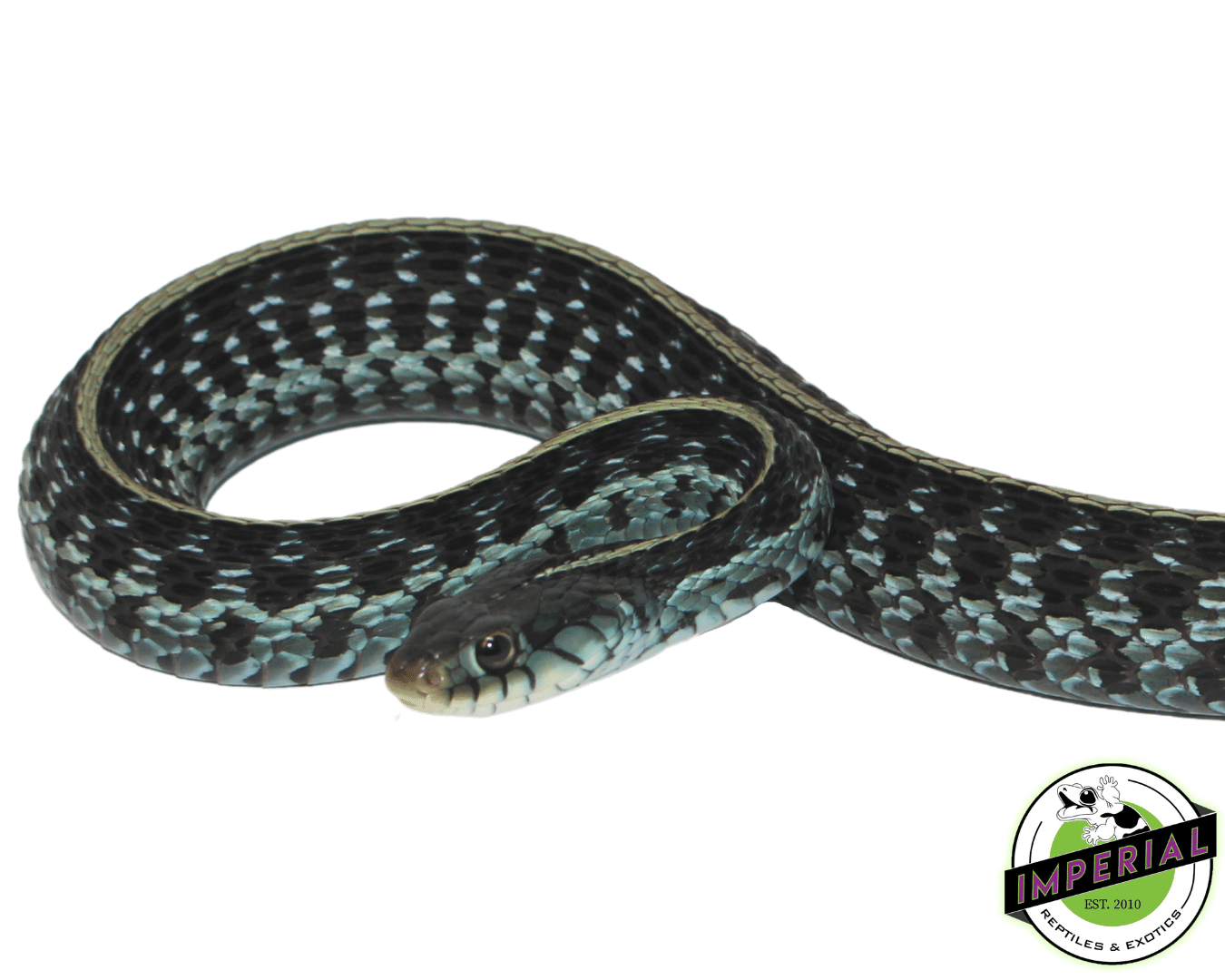 Blue Garter Snake For Sale Imperial Reptiles IMPERIAL REPTILES