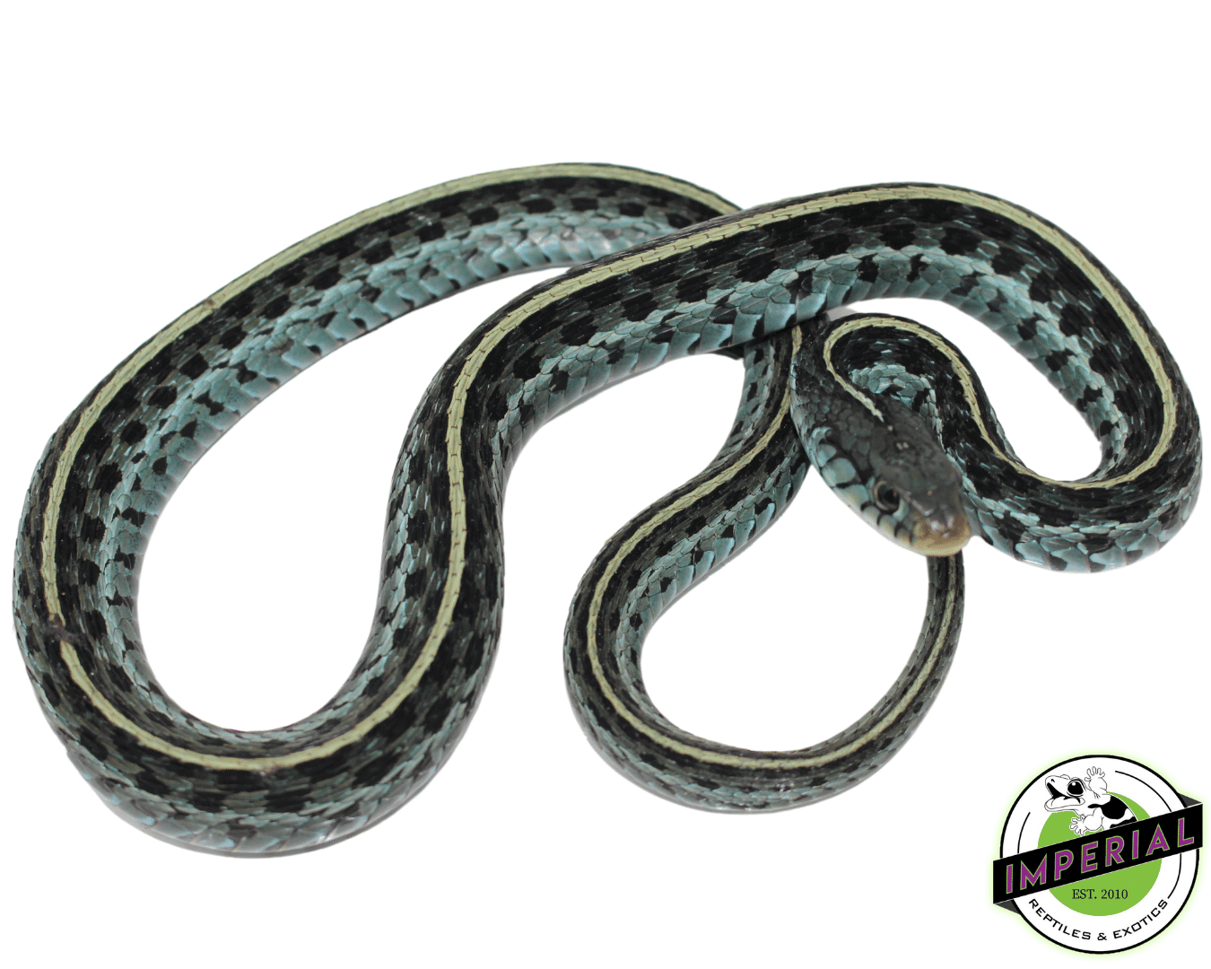 Blue Garter Snake For Sale Imperial Reptiles IMPERIAL REPTILES