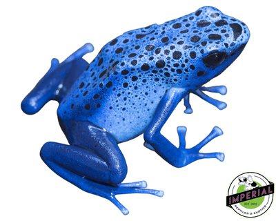 blue poison dart frog for sale, buy amphibians online