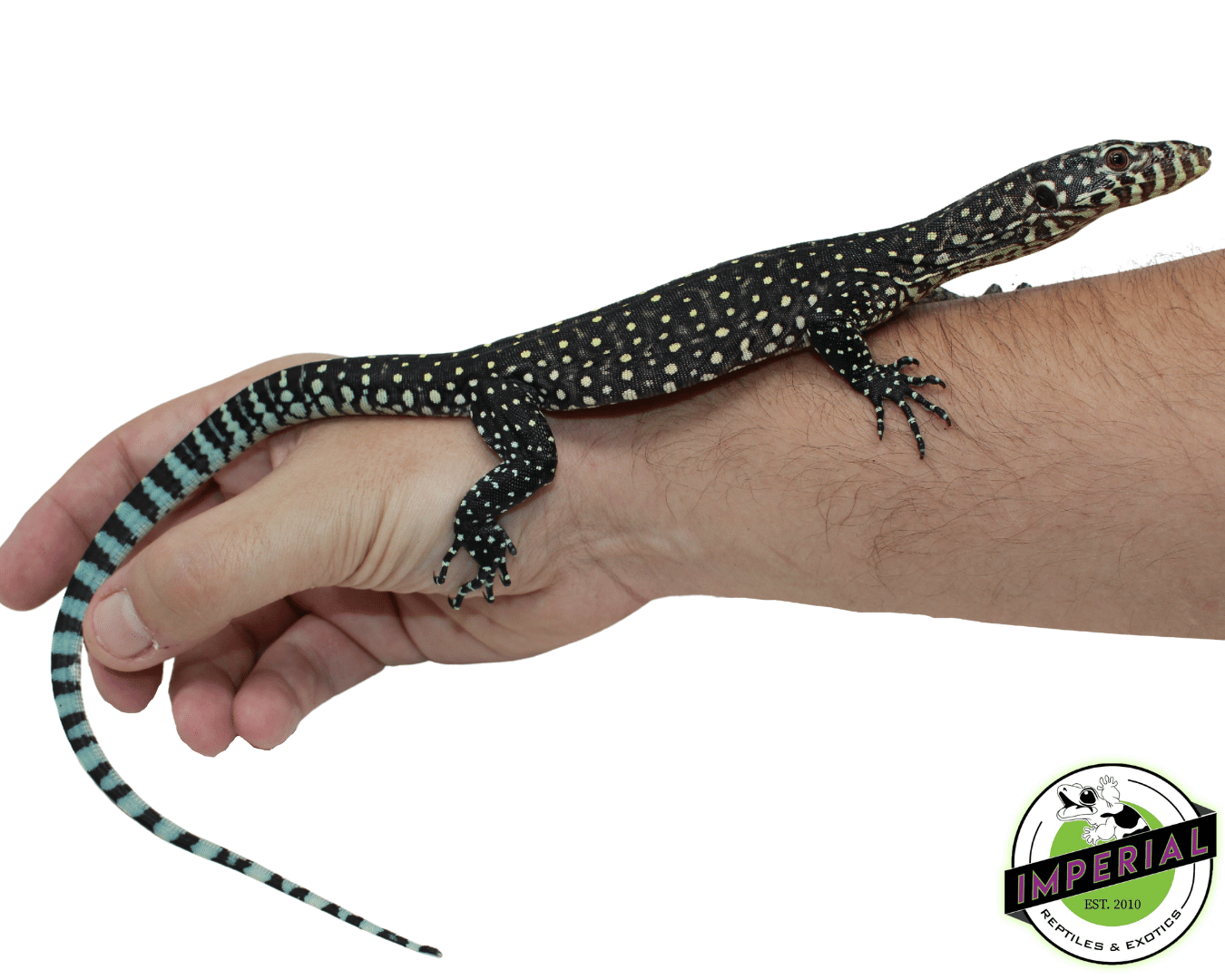 Blue Tail Monitor For Sale Imperial Reptiles IMPERIAL REPTILES