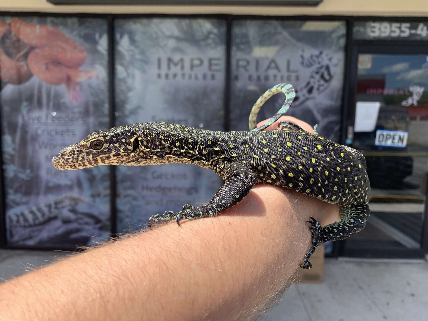 Blue Tail Monitor For Sale Imperial Reptiles IMPERIAL REPTILES