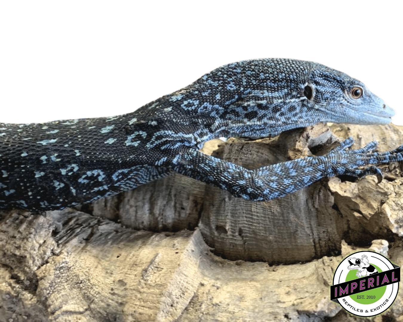 Blue Tree Monitor For Sale Imperial Reptiles IMPERIAL REPTILES