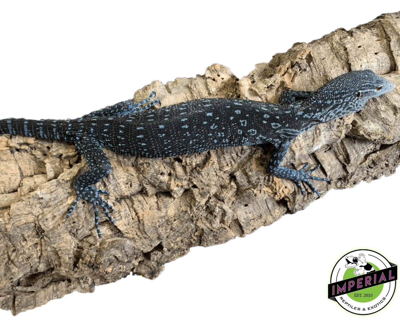 Blue Tree Monitor