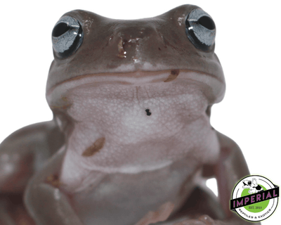 whites tree frog for sale, buy amphibians online
