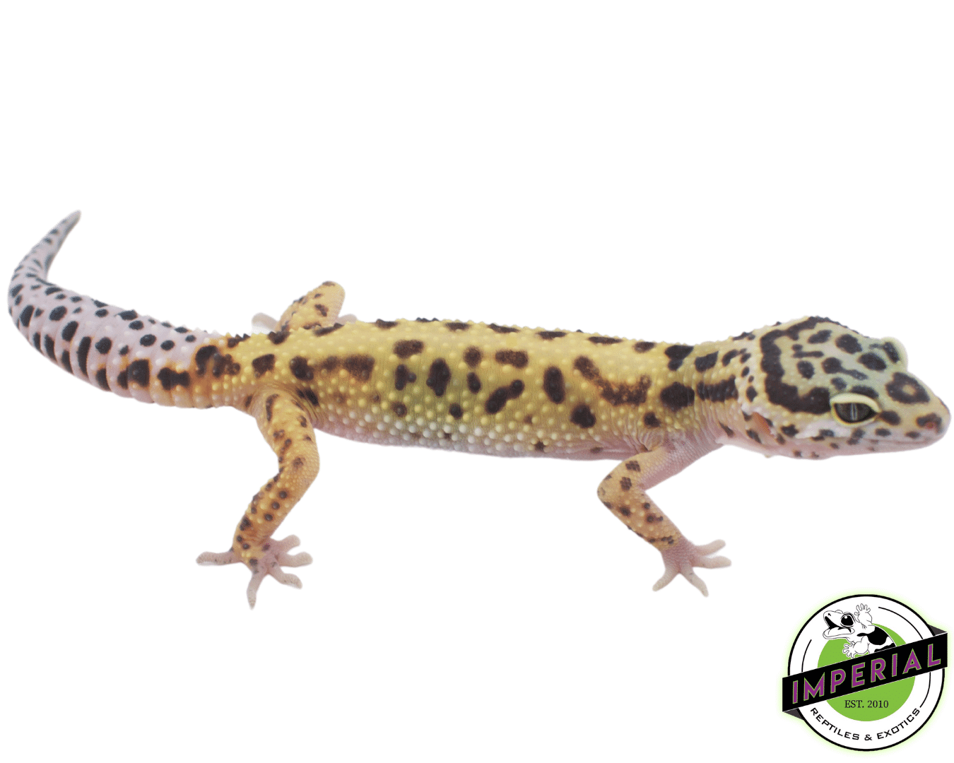 Bold Leopard Gecko