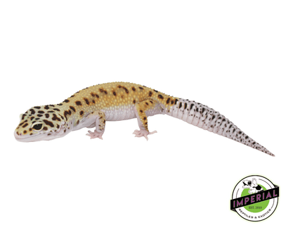 bold eclipse leopard gecko for sale, buy reptiles online