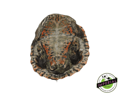 brazilian sideneck turtle for sale, buy reptiles online