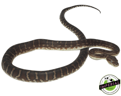 bredli carpet python for sale, buy reptiles online