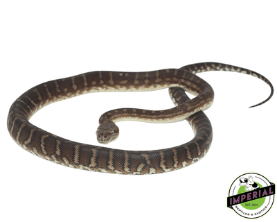 bredli carpet python for sale, buy reptiles online